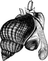 Common whelk, vintage illustration. vector