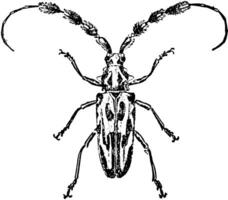 lofonocerus barbicornis, Clásico ilustración. vector