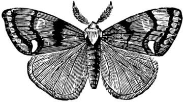 Vapourer Moth, vintage illustration. vector
