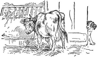 Cow Eating Hay in Barn, vintage illustration. vector