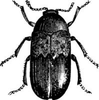 Bacon Beetle, vintage illustration. vector