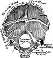 Occipital Bone, vintage illustration. vector