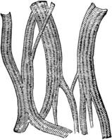 muscular fibras desde el corazón de un caballo, Clásico ilustración. vector