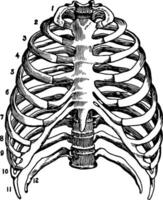 Skeleton of the Thorax, vintage illustration. vector