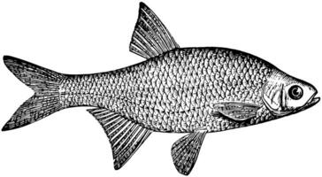 Golden Shiner, vintage illustration. vector