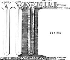 Mucous Membrane in Vertical Section, vintage illustration. vector