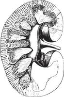 Longitudinal section of kidney, vintage engraving. vector