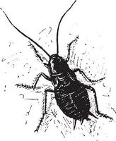 Cockroach, vintage engraving. vector