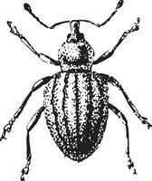 Weevil, Otiorhynchus ligustici, vintage engraving. vector