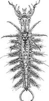 Magnified view of the larva of the beetle vector