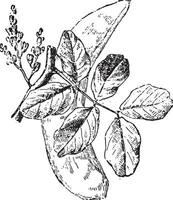 Carob tree, vintage engraving. vector