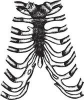 el esternón, costal, cartílagos y articulación de el clavícula como expuesto después torneado espalda el suave partes, Clásico grabado. vector