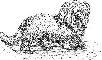 Bichon, vintage engraving. vector