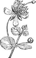 Caper, vintage engraving. vector