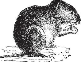 Vole, vintage engraving. vector