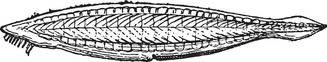 Amphioxus or Lancelets, vintage engraving. vector