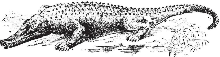 Caiman, vintage engraving. vector