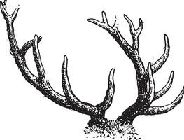 Antler, vintage engraving. vector