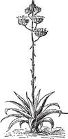 Agave, vintage engraving. vector