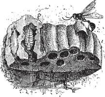 Nest of the Sphecid Wasp or Sceliphron spirifex, vintage engraving vector