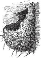 nido de el golondrina o hirundínidos, Clásico grabado vector