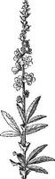 Agrimony, vintage engraving. vector