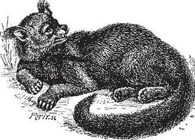 Binturong or Arctictis binturong vintage engraving vector