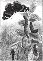 Red Admiral or Vanessa atalanta, vintage engraving vector