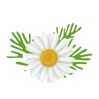 Vector illustration, Spanish chamomile flower or Akarkara, scientific name Anacyclus pyrethrum isolated on white background.