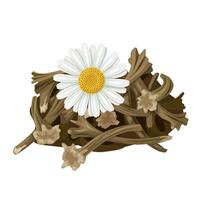 Vector illustration, Anacyclus pyrethrum, pellitory, Spanish chamomile, Mount Atlas daisy, bertram, or Akarkara, isolated on white background.