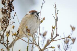 Sparrow bird on a branch in the afternoon in winter photo