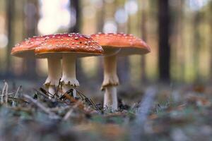 Toadstool, blurry and dreamy, in the grass in the forest. Poisonous mushroom photo