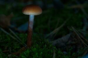 Orange filigree mushrooms in moss on forest floor. Macro view from the habitat. photo