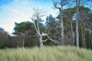 Forest on the coast of the Baltic Sea. Dune grass in the foreground. Beach transition photo