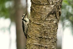 Great spotted woodpecker foraging in the forest on a tree with blurred background photo