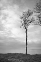 Single tree freely depicted on the coast of the Baltic Sea in black and white. photo