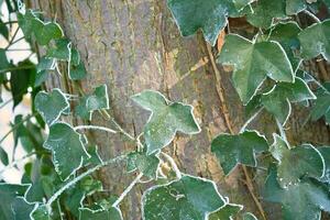 Ivy on the tree in the frost. Ice crystals on the frosted leaves. Nature photo