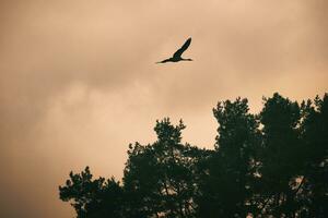 Two cranes fly over trees in a forest. Migratory birds on the Darss. Animal photo