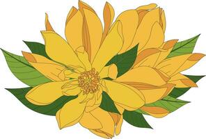 Illustration of Yellow Champaka blooming flower with leaves. vector