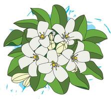 Illustration of Orange Jasmine or China Box flower with leaf on blue color background. vector