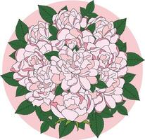 Illustration bouquet of pink rose flower with leaves on pink circle background. vector