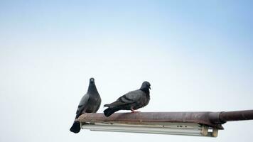 Two pigeon sits on a lamp in the sky. Abstract background of blue sky. photo