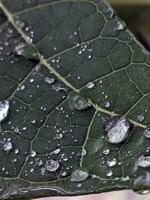 A close-up of a green leaf with water droplets on it. photo