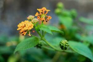 Selective focus of beautiful lantana camara, yellow Lantana Flower photo