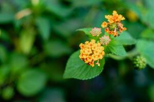 Selective focus of beautiful lantana camara, yellow Lantana Flower photo