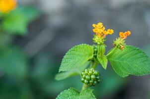 Selective focus of beautiful lantana camara, yellow Lantana Flower photo