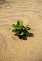 The goat's foot creeper plant, Beach Morning Glory or Ipomoea pes-caprae is a herbal plant that grows around the beach photo