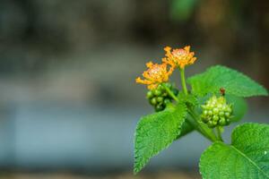 Selective focus of beautiful lantana camara, yellow Lantana Flower photo