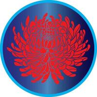 Illustration of Red Chrysanthemum flower on blue circle background. vector