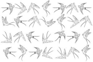 Illustration out line of swallow on white backgroud. vector